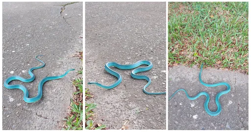 野外遇「Tiffany藍」夢幻蛇 鄉民讚超美:蛇仙小青