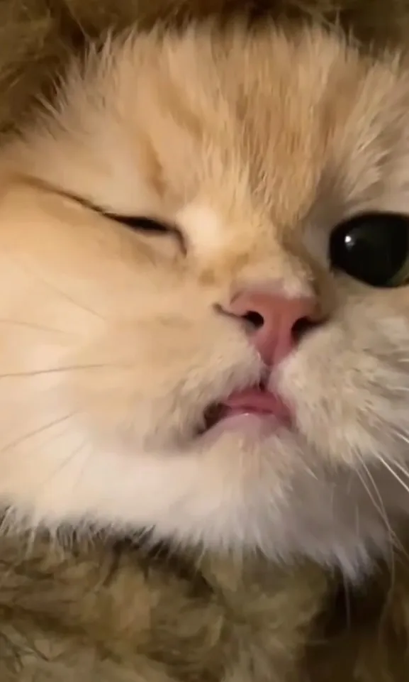 可愛貓咪眨眼萌翻天。IG @petsis_high 提供