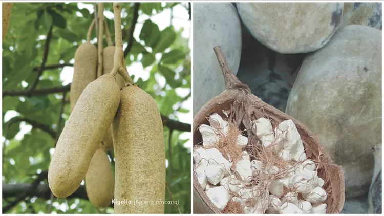 臘腸樹果萃取（左圖）與猴麵包樹籽油（右圖），是Dr Jackson’s產品中的2大核心成分。品牌提供