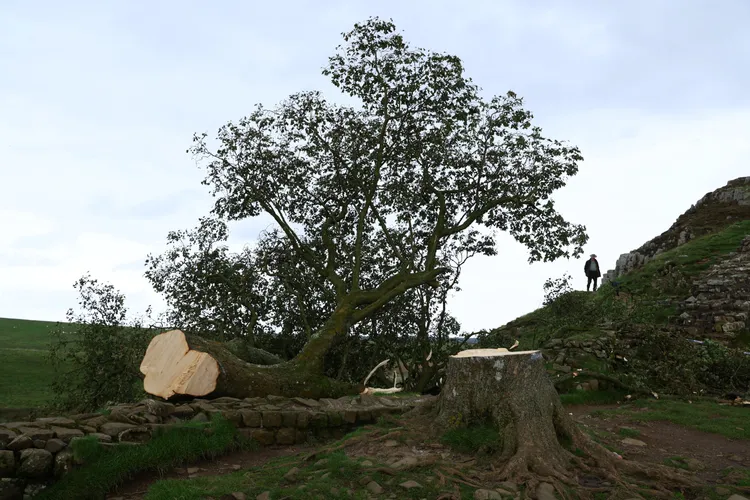 樹遭人砍斷。路透社