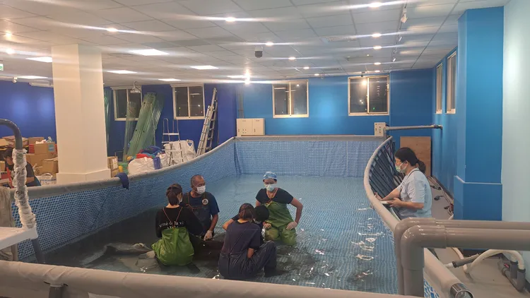 糙齒海豚安置八斗子岸置中心。動保處提供