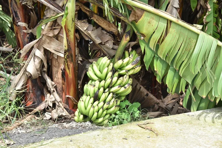 海葵颱風造成農損，其中木瓜33公頃、香蕉45.8公頃，最為嚴重。翻攝畫面