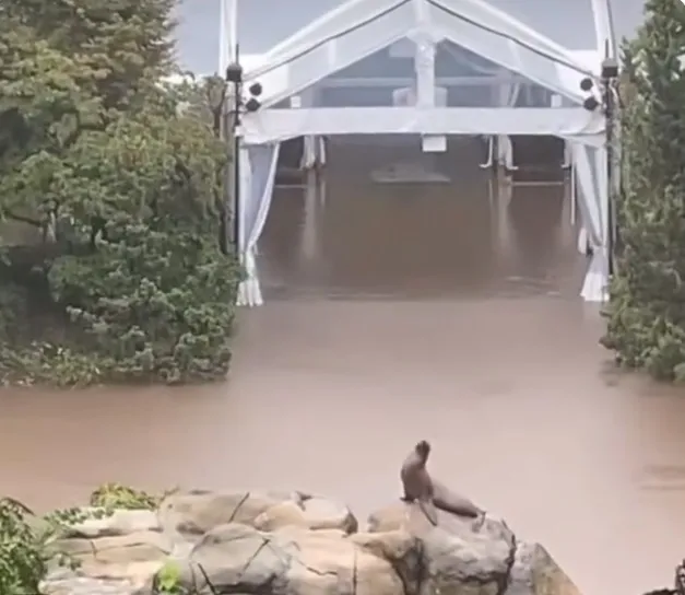 翻攝X平台@NYPDCentralPark