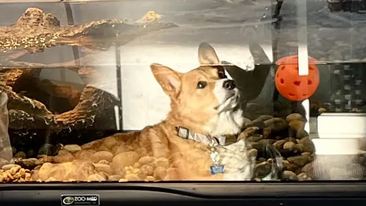 翻攝自Tracey Noble臉書