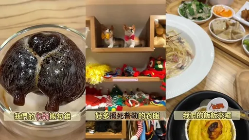 寵物餐廳毛小孩打卡店底加啦 吃完還能Cosplay!飽足又開心