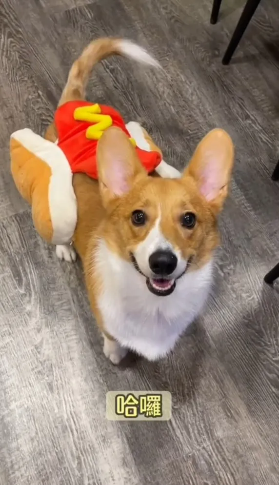 寵物餐廳提供各種毛小孩變裝衣。TikTok@chinchin_hihi 提供