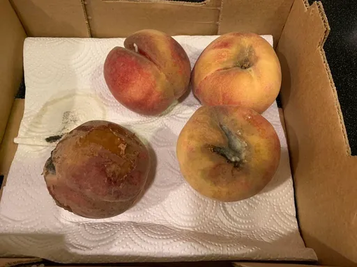 好市多水蜜桃整箱「4顆都發霉」　內行曝購買最佳時機「之後易踩雷」
