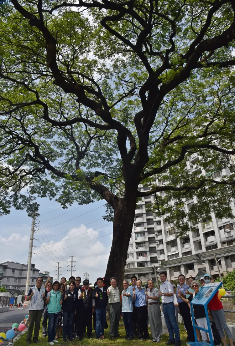 縣府、屏大與地方鄉親齊聚樹下，歡慶老樹重生。屏大提供