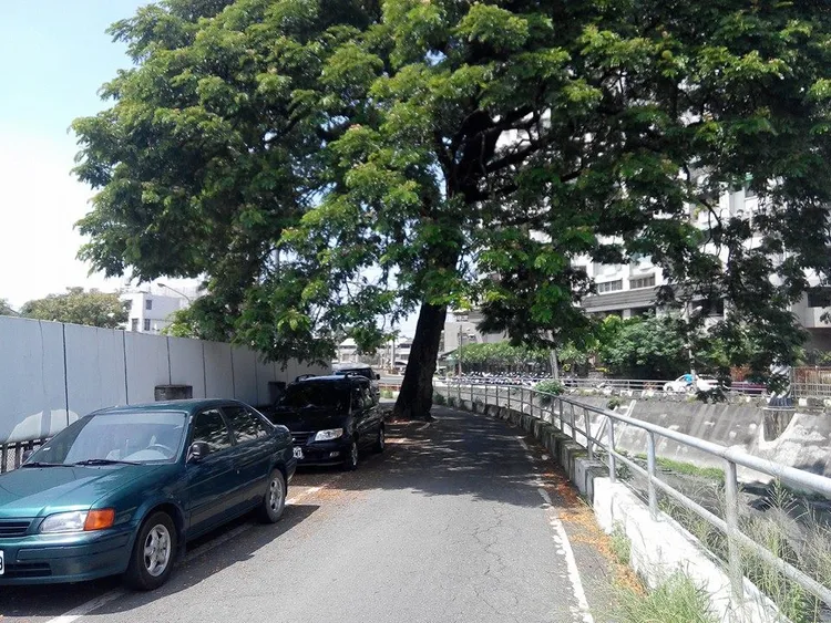 雨豆樹原本位於防汛道路中。屏大提供