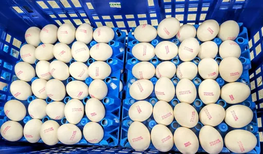 不讓「壞蛋」進校園!竹市營養午餐限用國產蛋、禁用液蛋