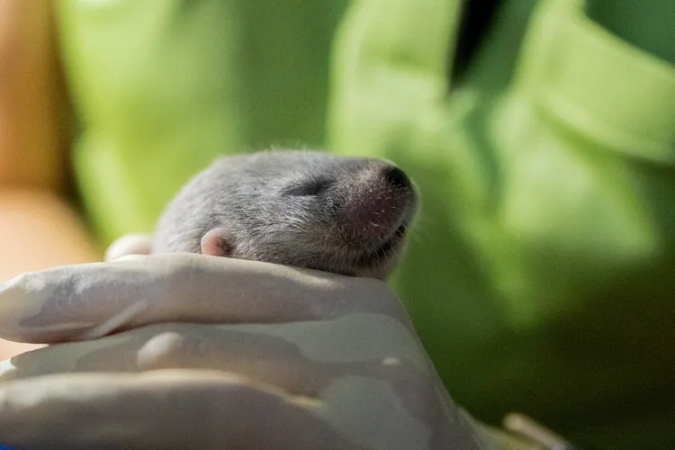 「金萌」相隔6小時生出2個寶寶在16天後形質檢查中。北市動物園提供