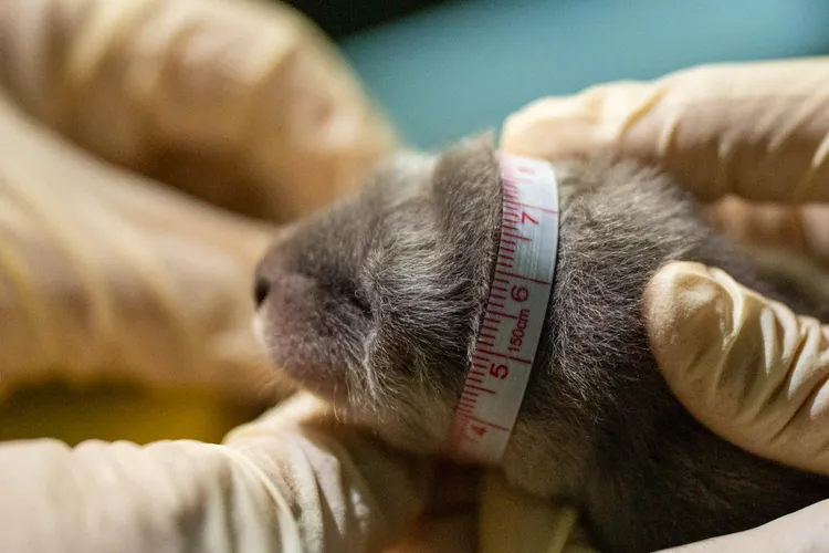 保育員和獸醫趁「金萌」離巢箱放風游泳空檔，快速的檢查兩隻水獺寶寶。北市動物園提供