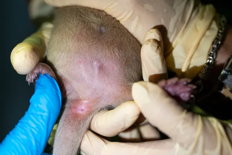 測量體長體重同時從外觀上確認性別。北市動物園提供
