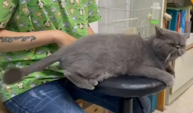 俄羅斯藍貓，智商很高的品種之一，較容易訓練。TikTok@powpowqqplus 提供