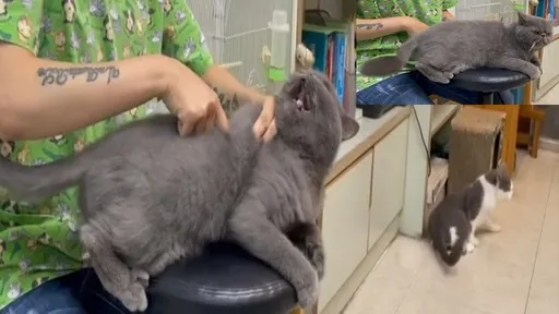 一朝被蛇咬!他找貓咪玩扮家家酒 喵星人反應超激烈真相是這樣