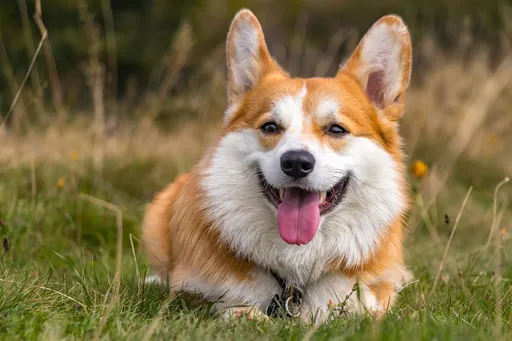 送爱犬洗澡却惨死澡台! 饲主惊知原因崩溃怒告