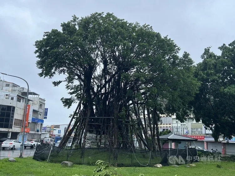 台東市三角公園的「空中樹」挺過風勢，安然無恙。中央社