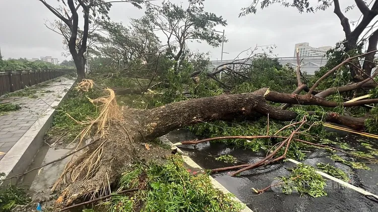 颱風海葵帶來強風，台東3日出現不少災情，台東市志航路和太原路間多棵大樹遭連根拔起。中央社