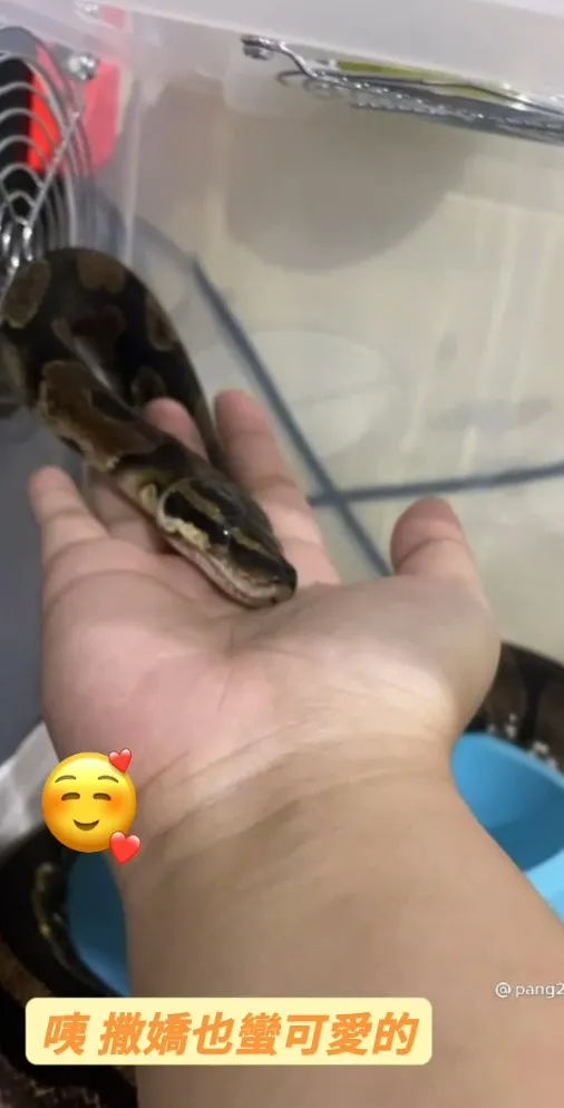 不是每隻蛇都會撒嬌。抖音 @pang2ballpython 提供