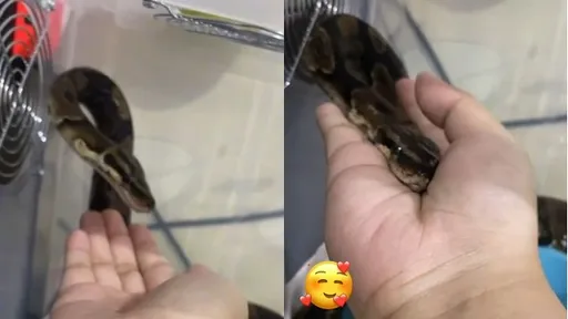 心臟大挑戰！原來寵物蛇這樣討拍　噘著小嘴太可愛　