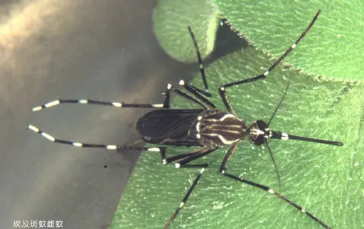 出國小心!男子腳踝腳掌痛、下肢無力3周 確診屈公病