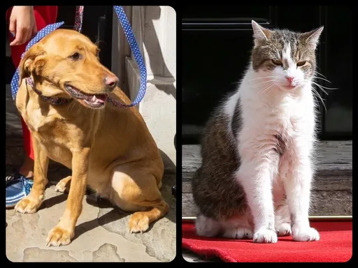 打狗不看主人!英国第一猫「赖瑞」 霸凌首相爱犬Nova