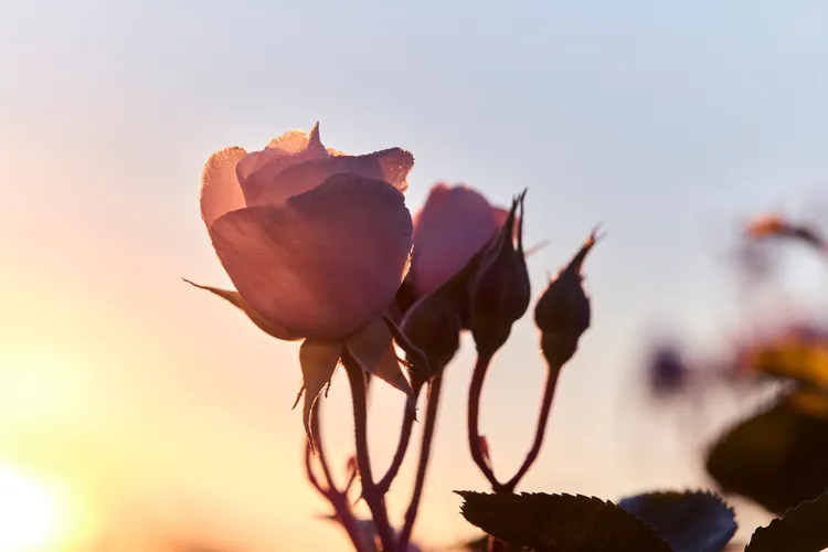 岡維拉玫瑰是系列的重要成分。品牌提供