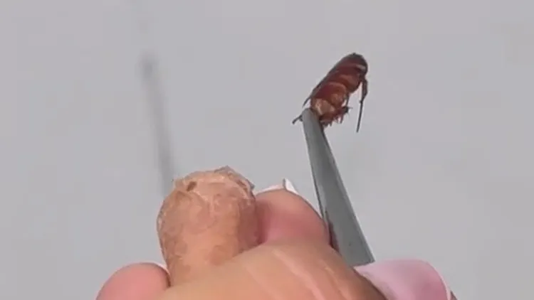 翻攝自Paula Avalos TikTok