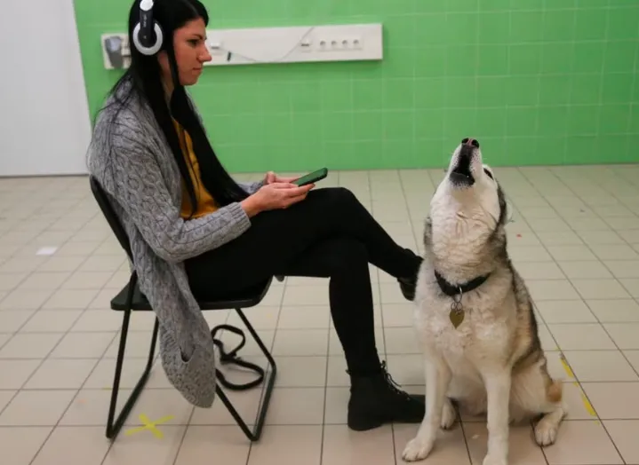 哈士奇。資料照片