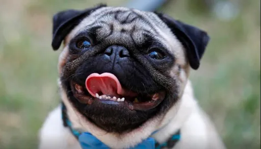 狮子座最爱比特犬、金牛爱吉娃娃? 12星座最受欢迎犬种出炉