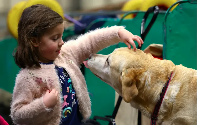 拉布拉多犬。資料照片