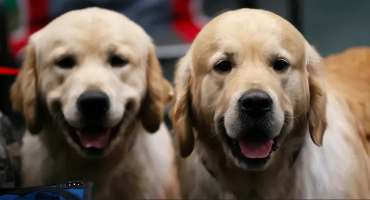 黃金獵犬。資料照片