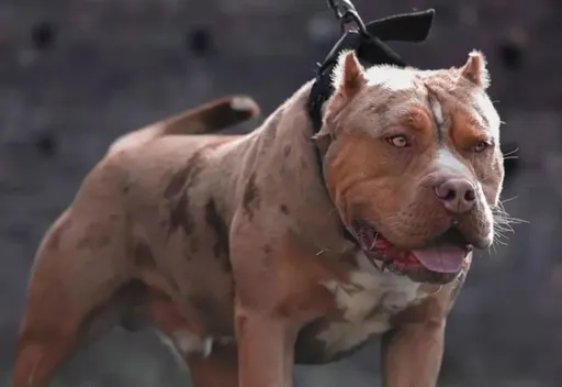 終極凶獸!「美國大型惡霸犬」又奪命 英國擬全面禁養