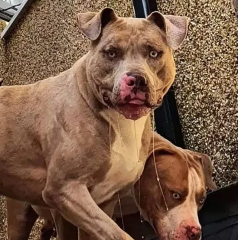 翻攝惡霸犬觀察（Bully Watch）官網