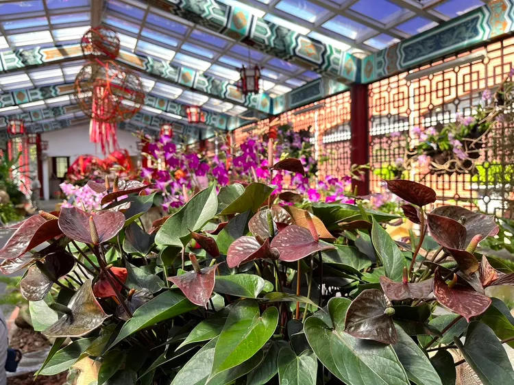 焦糖可可火鶴花。公園處提供