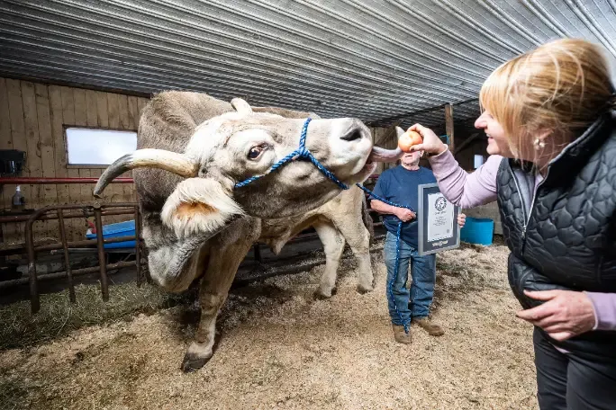 翻攝金氏世界紀錄網站