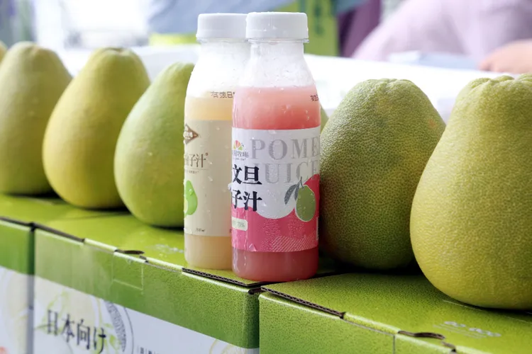 麻豆文旦。市府提供