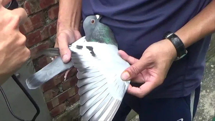 警方事後稽查鴿舍，發現近半賽鴿竟不知去向。讀者提供