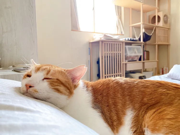 愛貓「蛋捲」因病離世，讓好味小姐傷心欲絕。翻攝自臉書「好味小姐腦波弱」