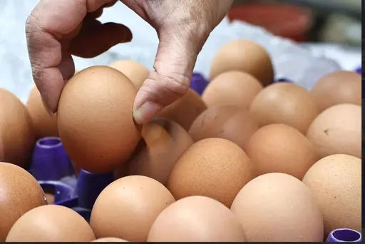 藍議員曝農業部「殘缺資料」　義美也用到巴西蛋