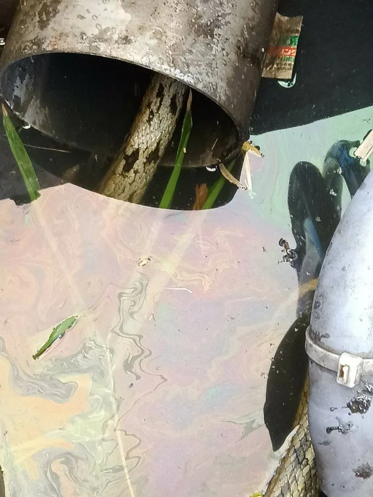 樹林內裂隙孔洞中蛇類為無毒黑眉錦蛇。動保處提供