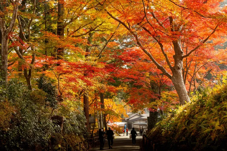 岩手縣ー中尊寺。JR東日本提供