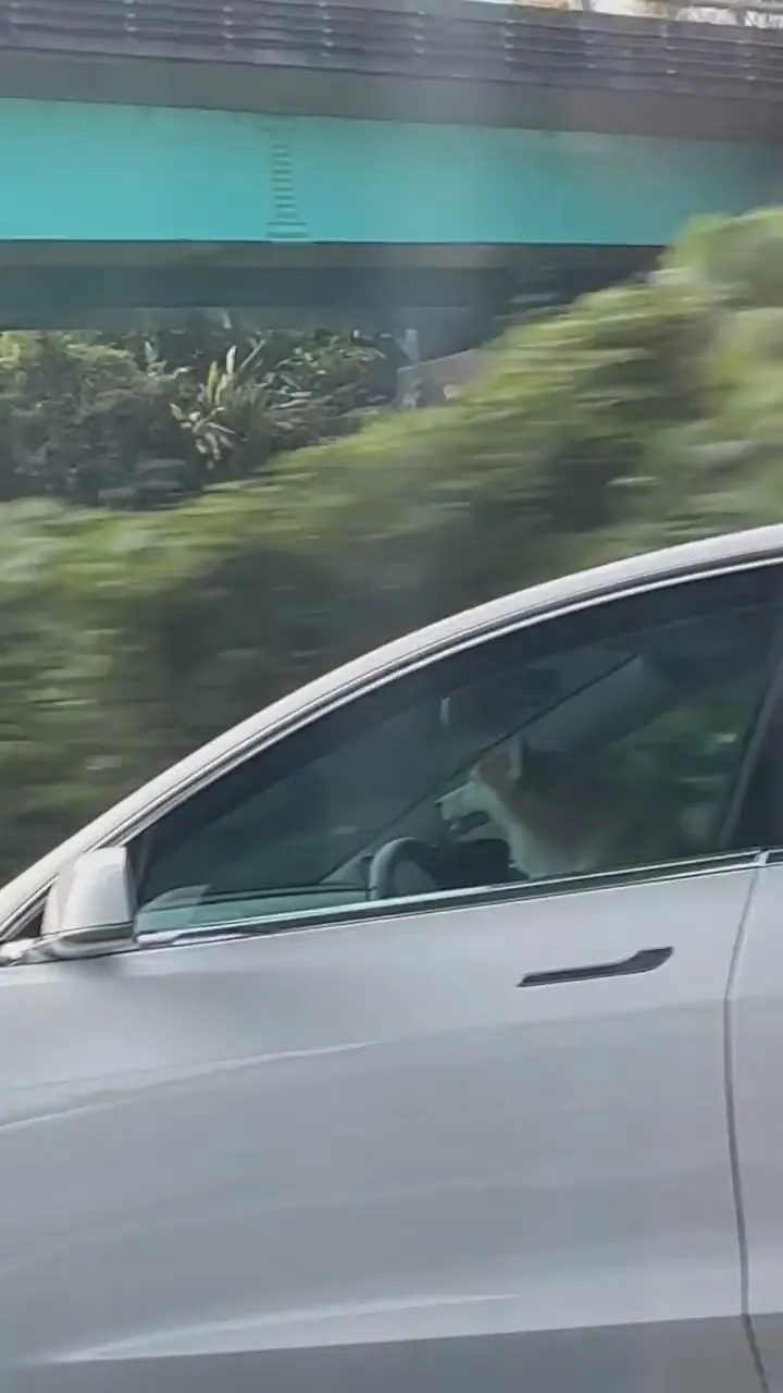 白色特斯拉上駕駛座的柴犬身影，讓其他車輛乘客見狀大笑不止。黃如如提供IG @fox722ya