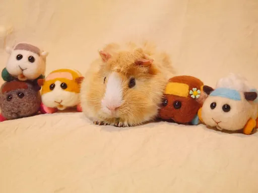 《天竺鼠車車》原型萌寵病逝!主人悲痛萬分「牠是我最自豪的兒子」