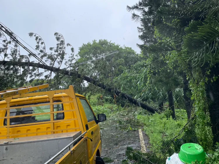 台南傳出路樹倒塌壓毀輸電設施。台電台南區處提供