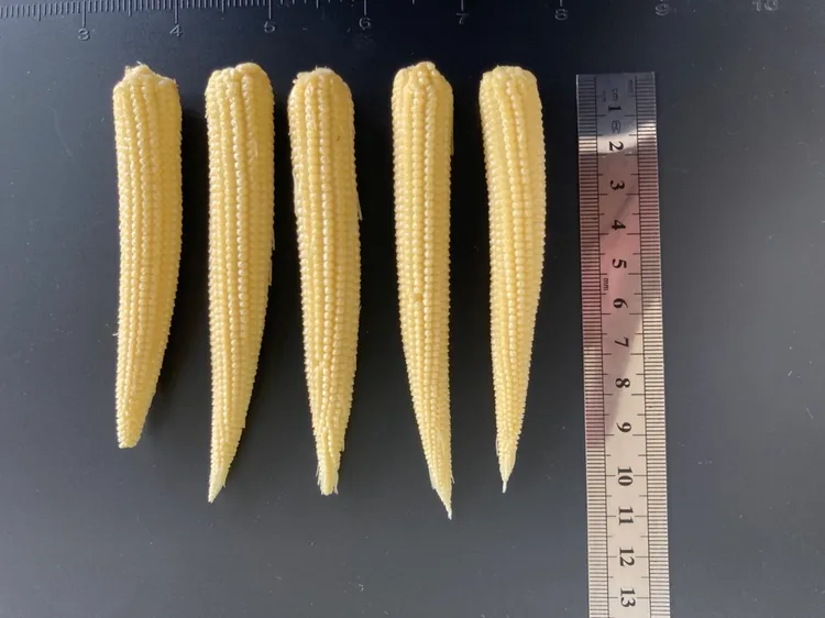 去苞葉玉米筍。台南區農改場提供