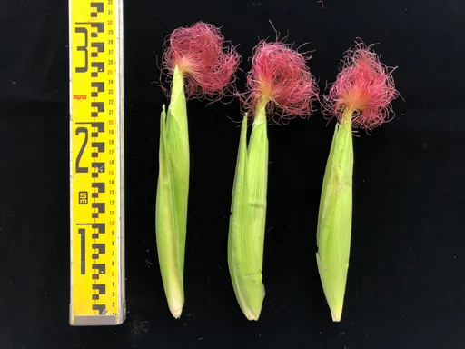 玉米筍原來這樣挑!達人教你看顏色和濕潤度 忌放冷凍保存
