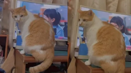 追劇正爽橘貓就來亂 鏟屎官不爽也只能這樣做