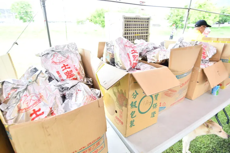 300隻烤全雞免費吃。縣府提供