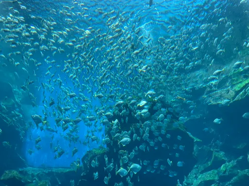 桃園XPark門票9月調漲  成人票漲至600元最多!水族館解釋原因了